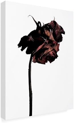 Trademark Fine Art Canvas Wall Art - Shiro Miyake Dried Flower Art for Living Room Bedroom or Office Decor