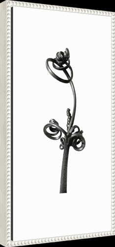 Amanti Art Framed Canvas Wall Art 27x14 Blossfeldt Botanical No 4