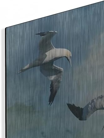 Gannets Trio Metal Wall Art by Carlos Casamayor