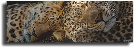Two Sleepers Cheetahs Metal Wall Art by Murray Henderson