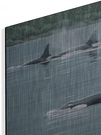Orcas Metal Wall Art by Ron Parker 16x12