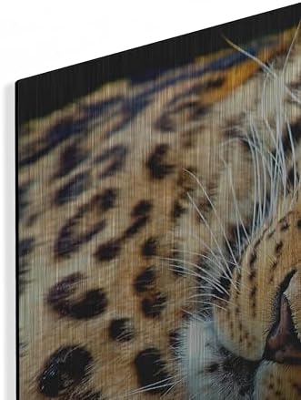 Two Sleepers Cheetahs Metal Wall Art by Murray Henderson