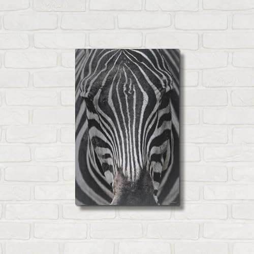 Zebra Stare Metal Wall Art 16x24